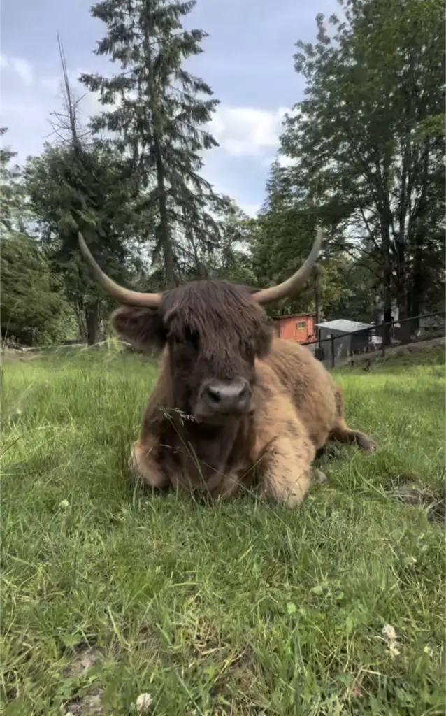 Jane the Highland cattle lying peacefully in green grass with impressive horns and dark shaggy coat at Highland & Co. Acres